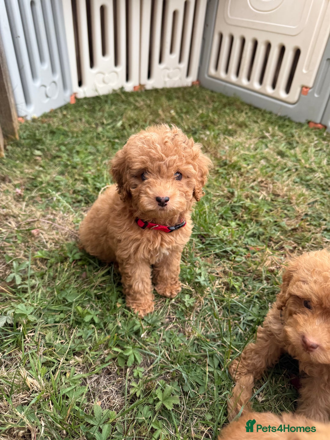 Cavapoo dogs for sale: ⭐️ Stunning ⭐️ F1b Cavapoos ⭐️ Ready Thursday ⭐️ - Image 17