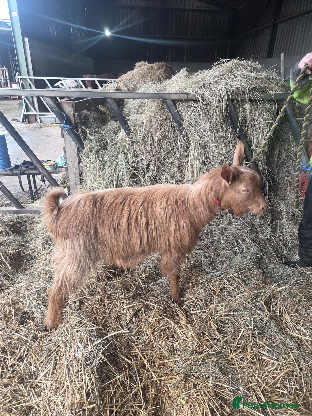 Goats livestock for sale: Royal Golden Guernsey  - Advert 5