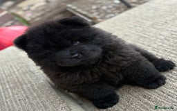 Chow Chow dogs for sale: CHOW CHOW READY NOW  - Image 3