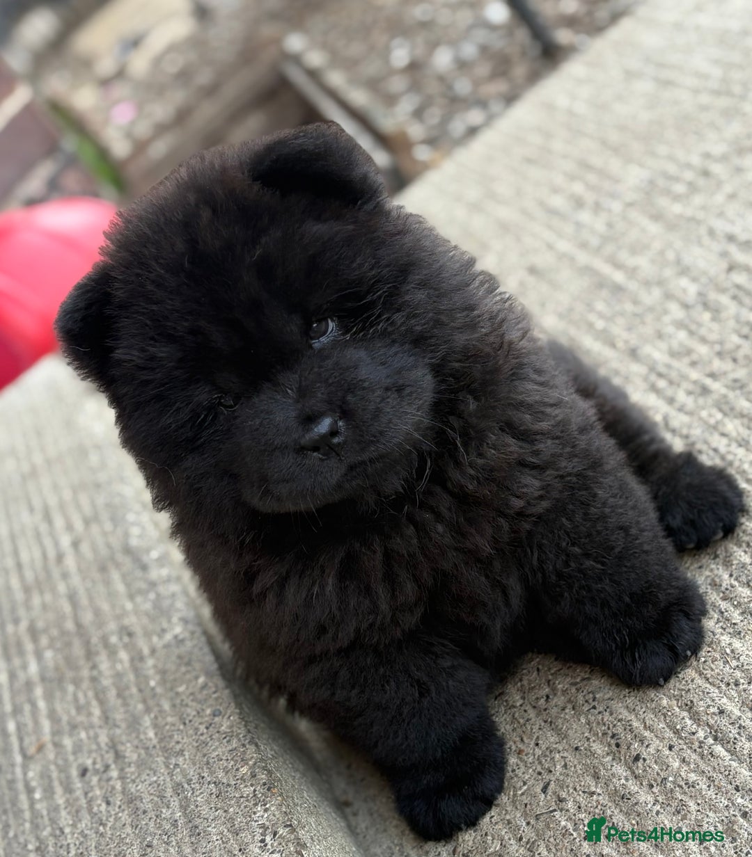 Chow Chow dogs for sale: CHOW CHOW READY NOW  - Image 3