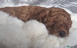 Cockapoo dogs for sale: Stunning litter of Fox red miniature Cockapoo's  - Image 4