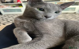 Russian Blue cats for stud: TICA & GCCF Genetically tested Russian Blue Stud in Northampton - Image 3