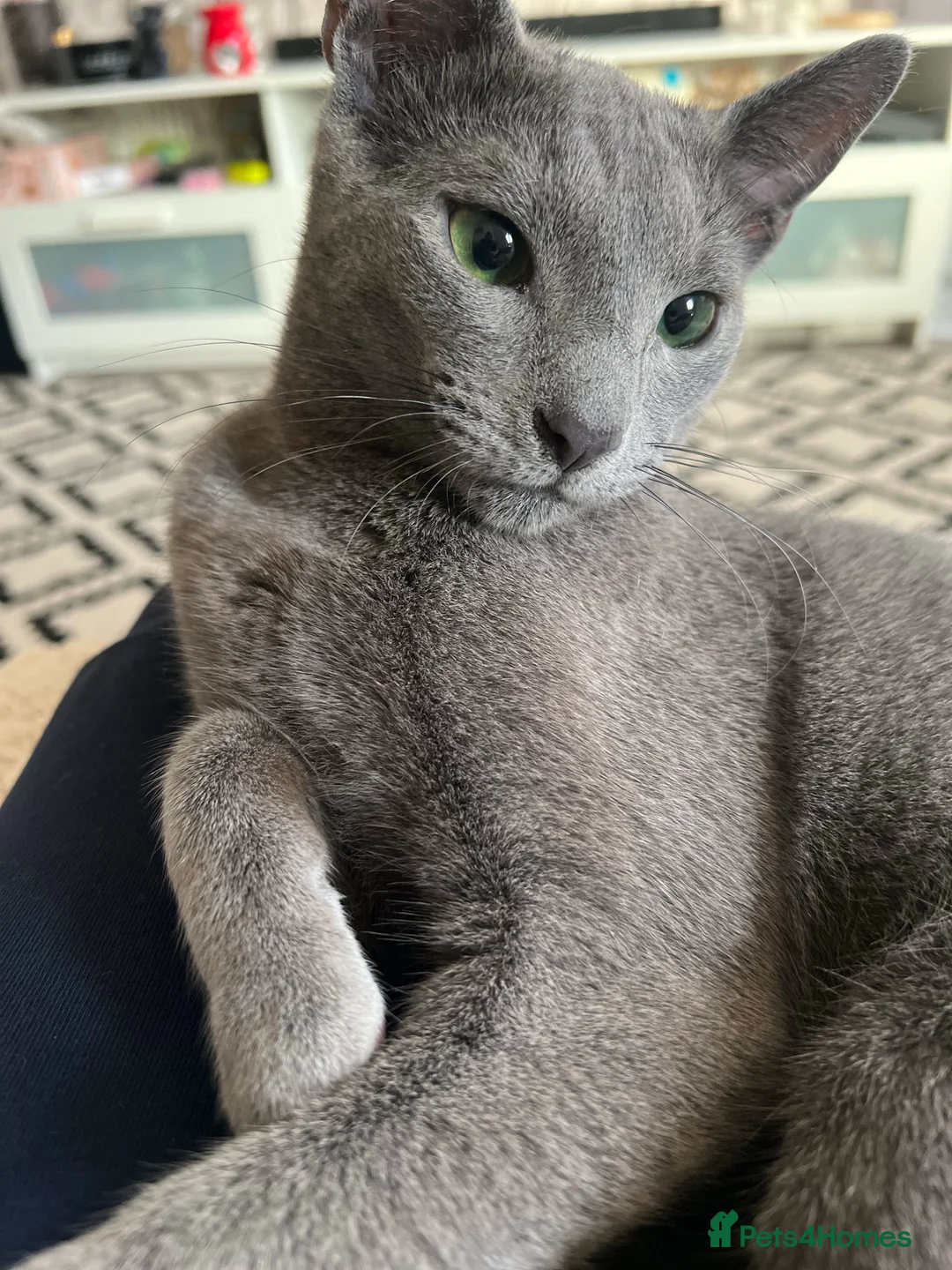 Russian Blue cats for stud: TICA & GCCF Genetically tested Russian Blue Stud in Northampton - Advert 3