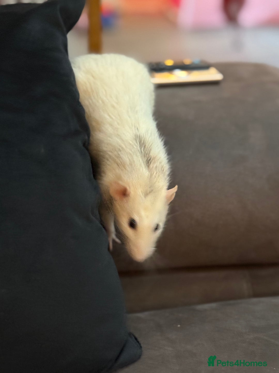Rat rodents for sale: URGENT: two Male Rats Looking for new Forever Home - Image 7