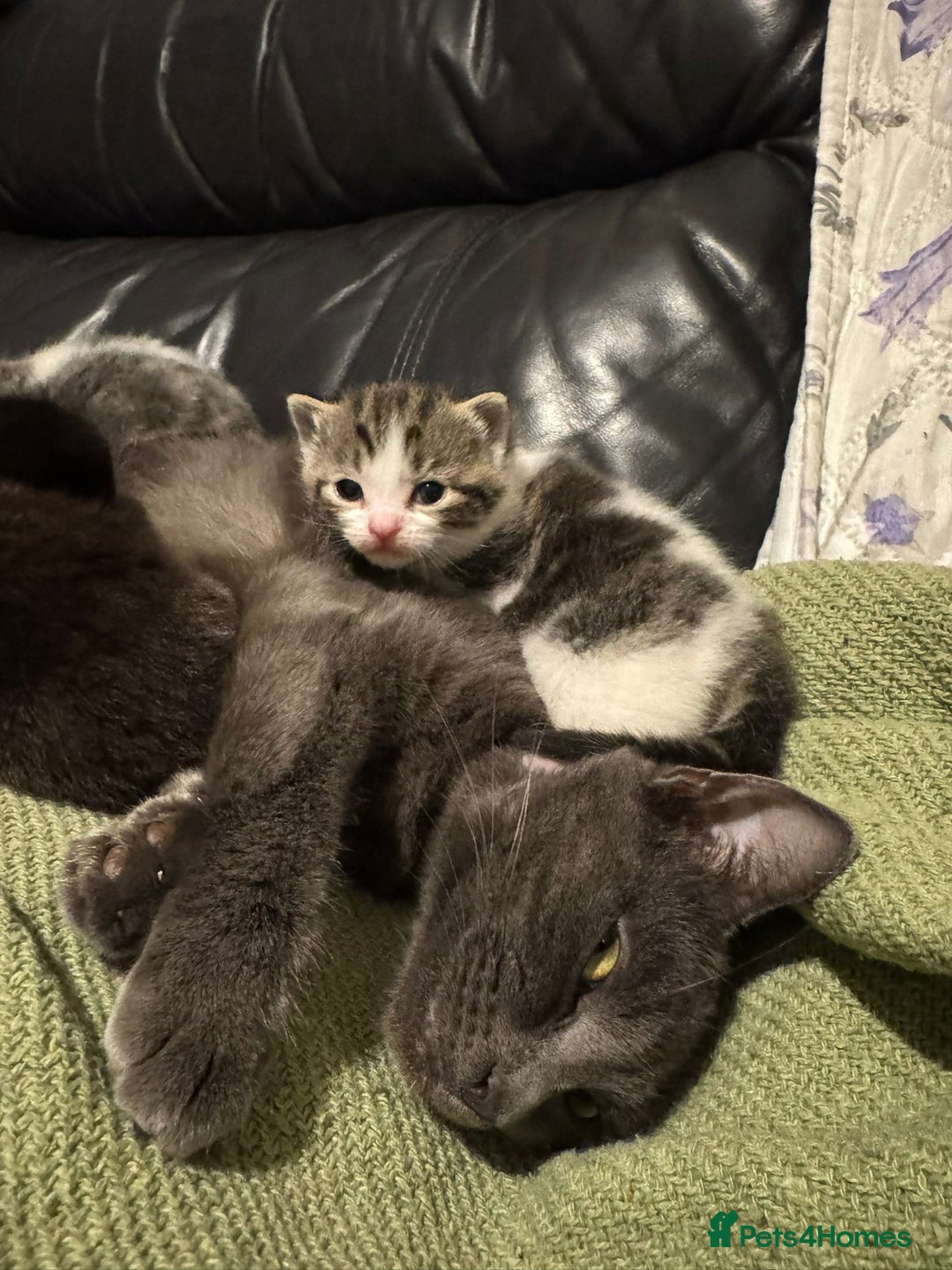 Mixed Breed cats for sale: Russian Blue x Tabby - Advert 24