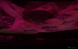 Rat rodents for sale: 2x female dumbo rats  - Image 3