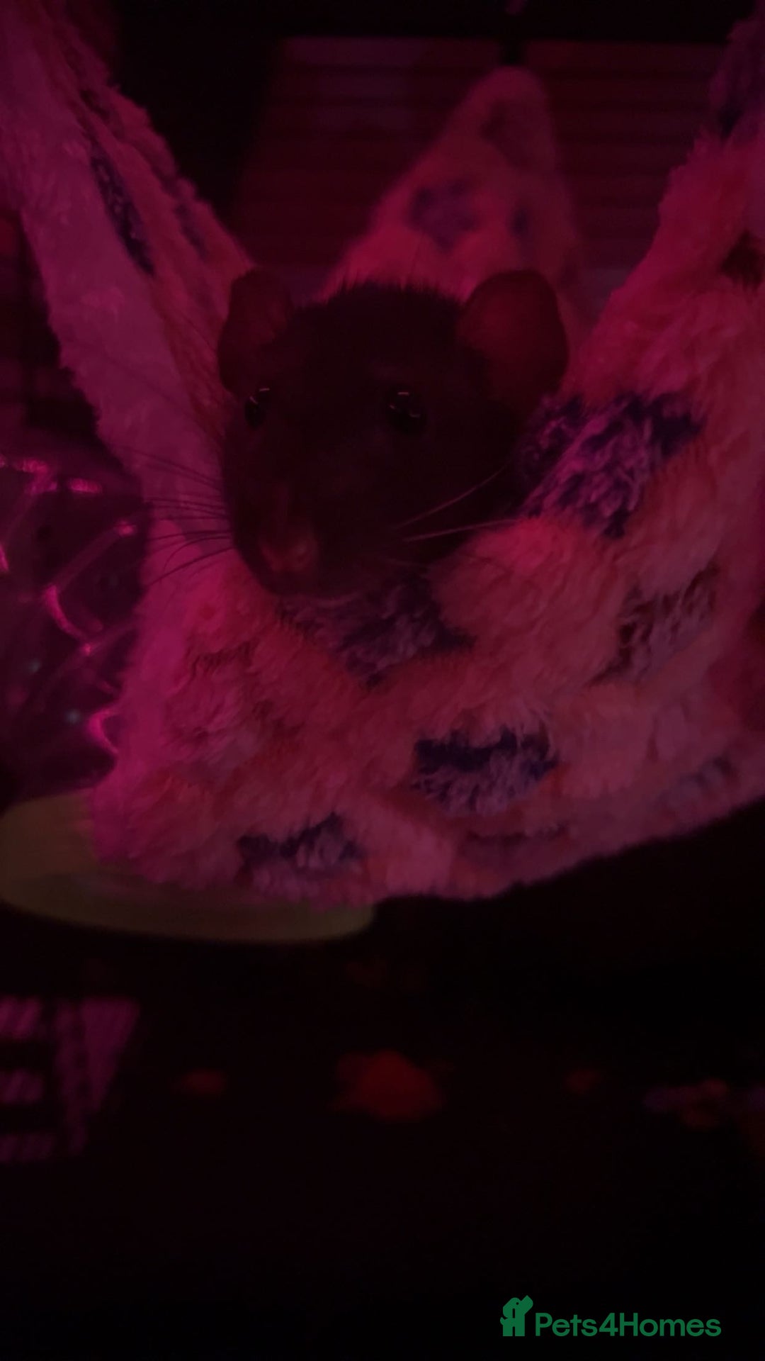 Rat rodents for sale: 2x female dumbo rats  - Image 3