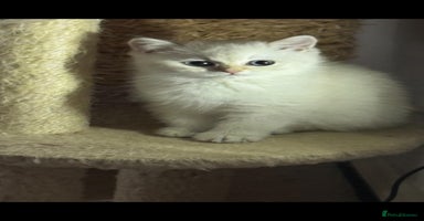 Scottish Fold cats Purebred Scottish kittens - Advert 2