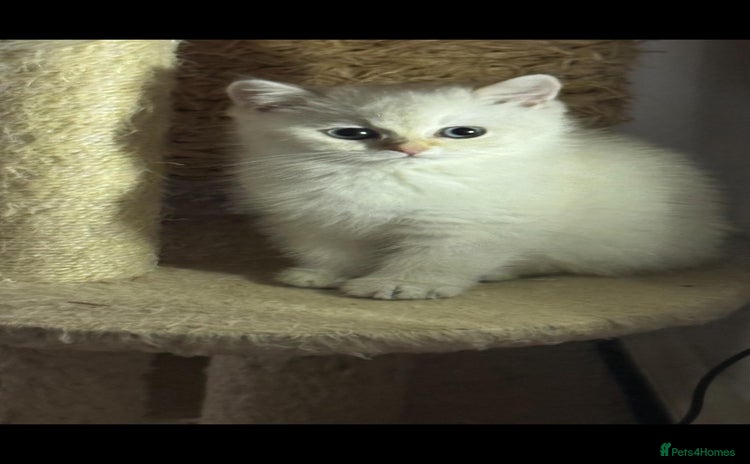 Scottish Fold cats Purebred Scottish kittens - Advert 14