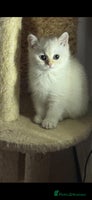 Scottish Fold cats Purebred Scottish kittens - Advert 2