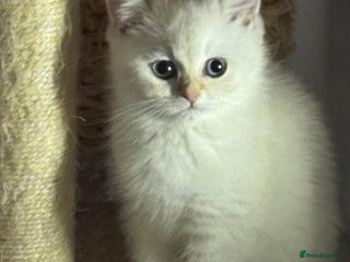 Scottish Fold cats Purebred Scottish kittens - Advert 3