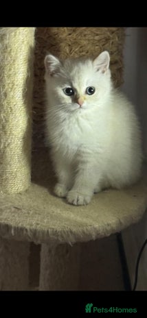 Scottish Fold cats Purebred Scottish kittens - Advert 14