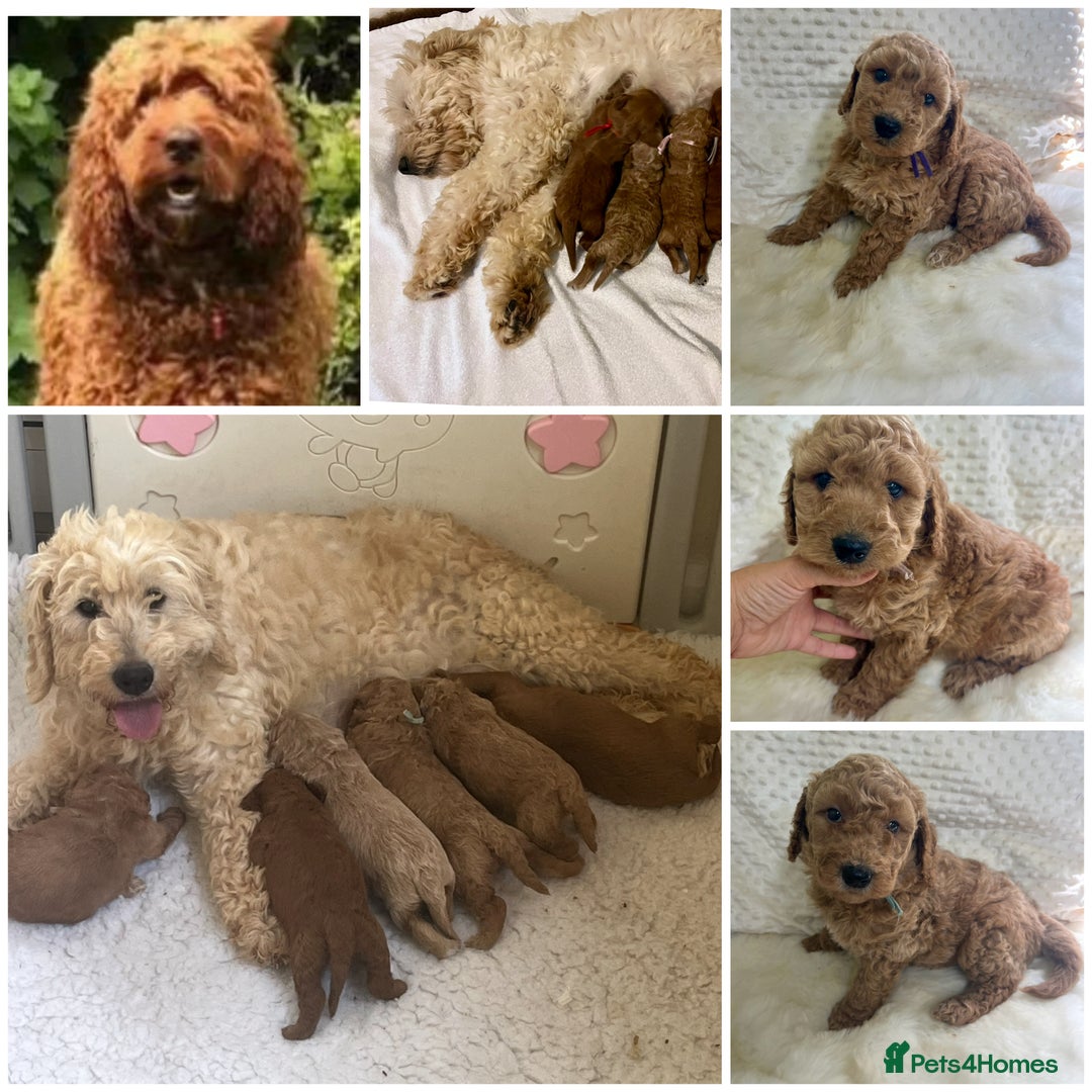 Goldendoodle dogs for sale: Top Quality Goldendoodle x Australian labradoodle  in Brough - Image 1