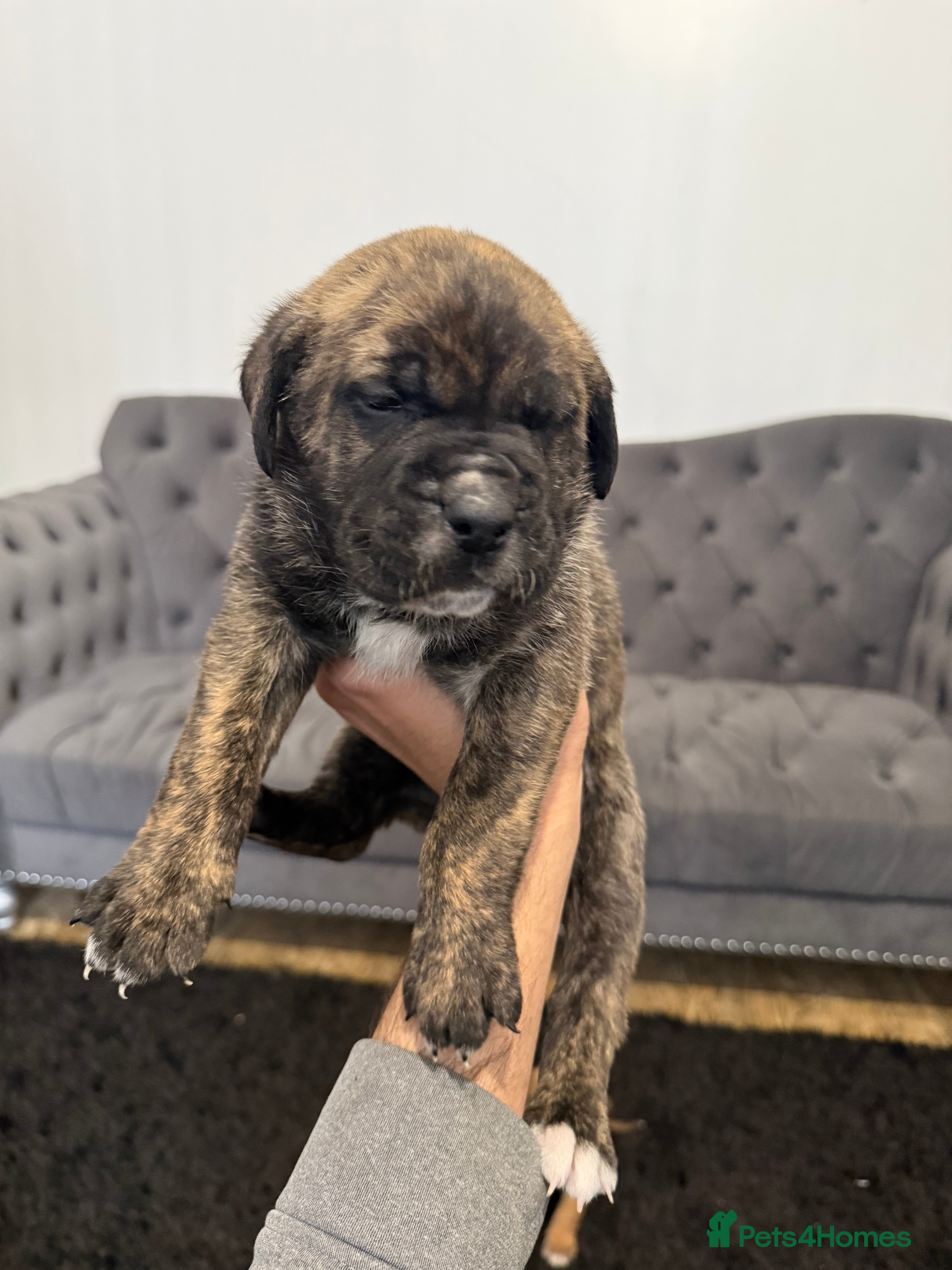 Presa Canario dogs  Outstanding presa Canario pups  - Advert 2