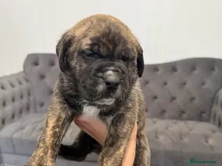 Presa Canario dogs Outstanding presa Canario pups - Advert 2