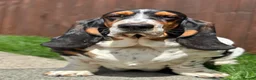Basset Hound dogs for sale: Need a loving home for our girl basset hound❤️ - Advert 2