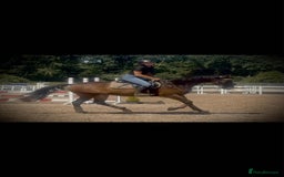 English Thoroughbred horses for sale: Remny - Teenagers fun project  - Image 2
