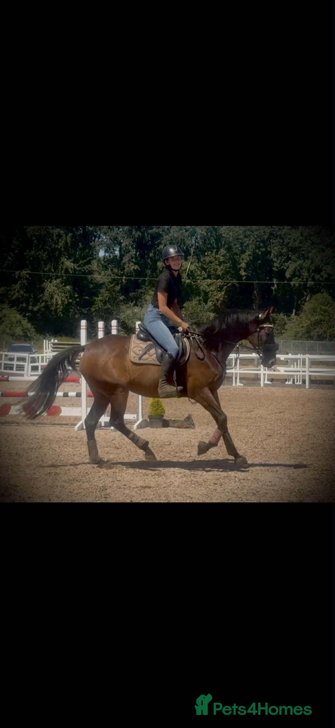 English Thoroughbred horses for sale: Remny - Teenagers fun project  - Image 2