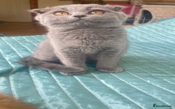 Scottish Fold cats for sale: Gorgeous Scottish fold Kitten  - Image 6