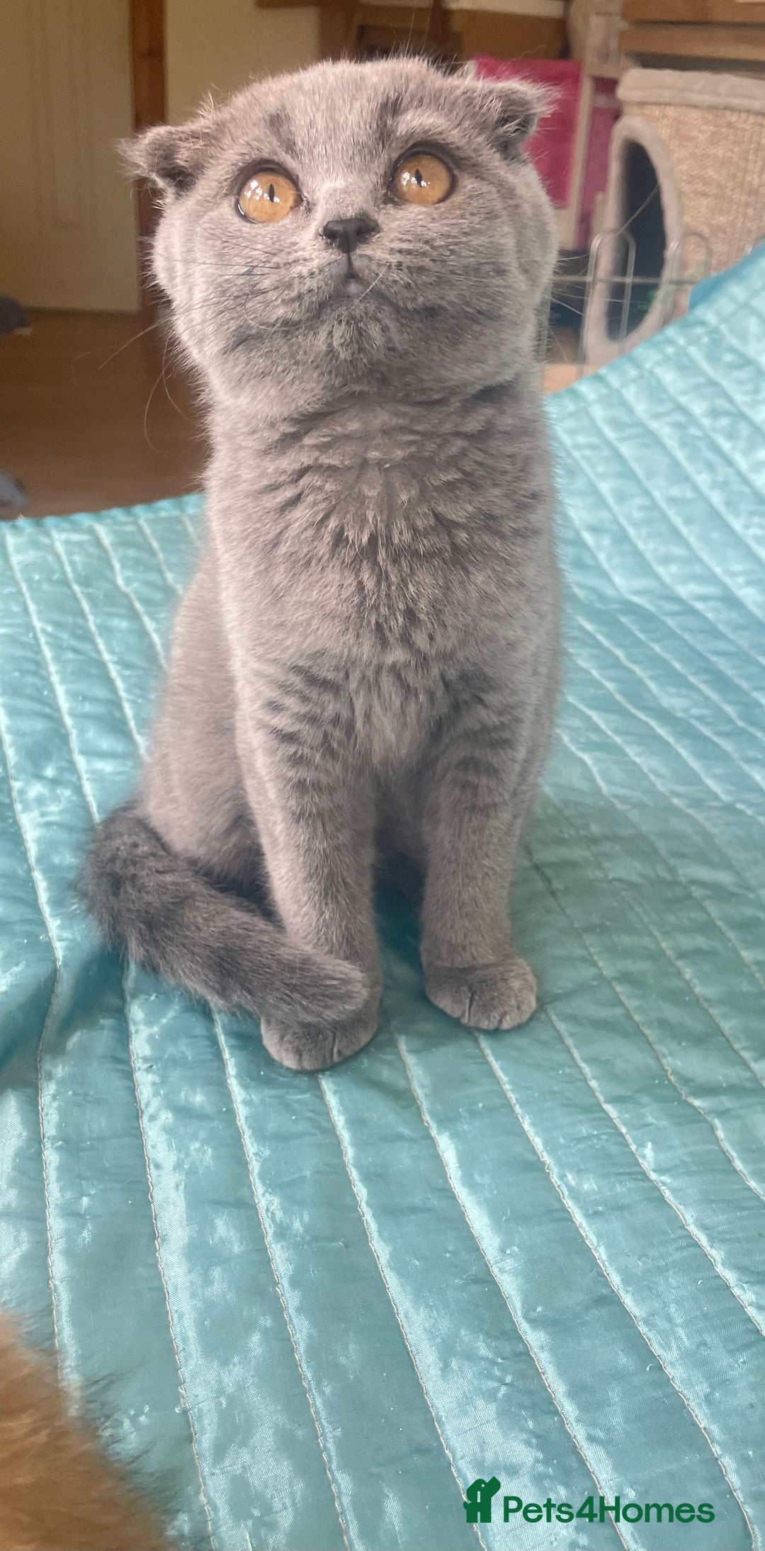 Scottish Fold cats for sale: Gorgeous Scottish fold Kitten  - Image 6
