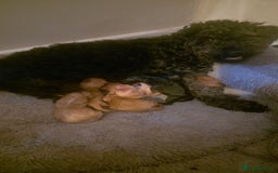 Cockapoo dogs for sale: Cockapoo puppies - Advert 10