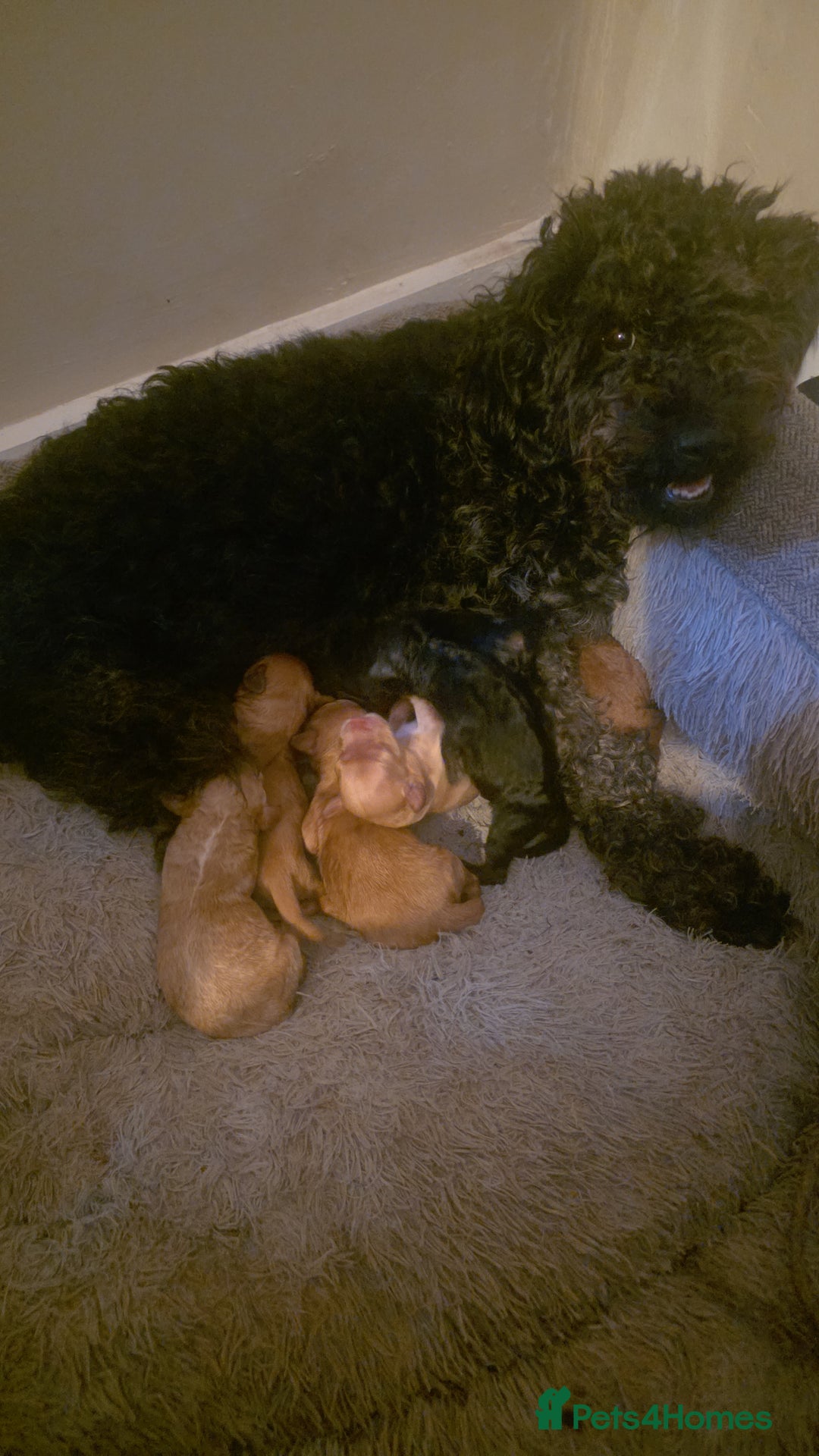 Cockapoo dogs for sale: Cockapoo puppies - Advert 10