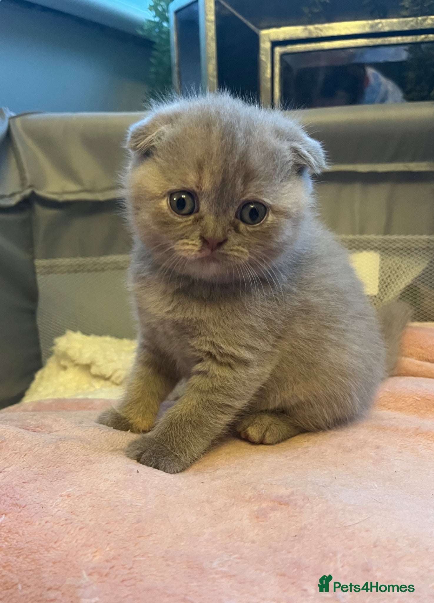 Scottish Fold cats Super Cute Scottish Fold Kittens Available  - Advert 1