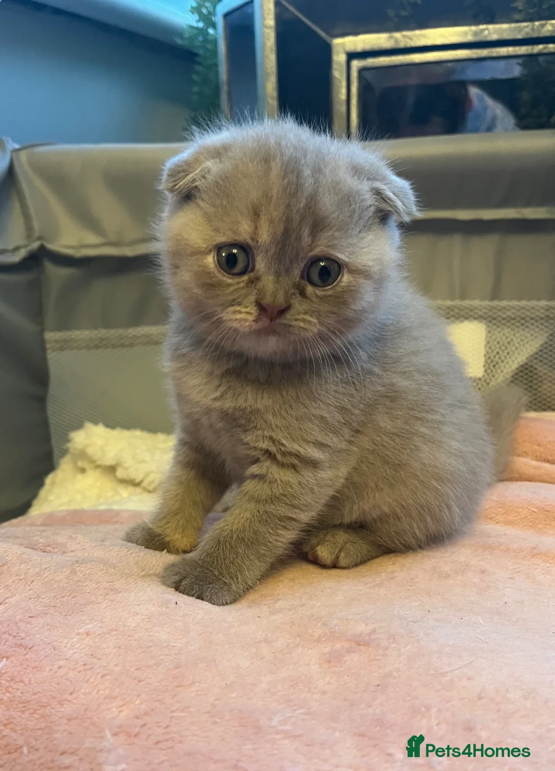 Scottish Fold cats for sale: Super Cute Scottish Fold Kittens Available  in Ramsgate - Advert 1