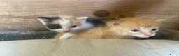Mixed Breed cats for sale: 10 friendly kittens - Advert 8