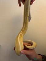 Python Snake reptiles - Advert 1