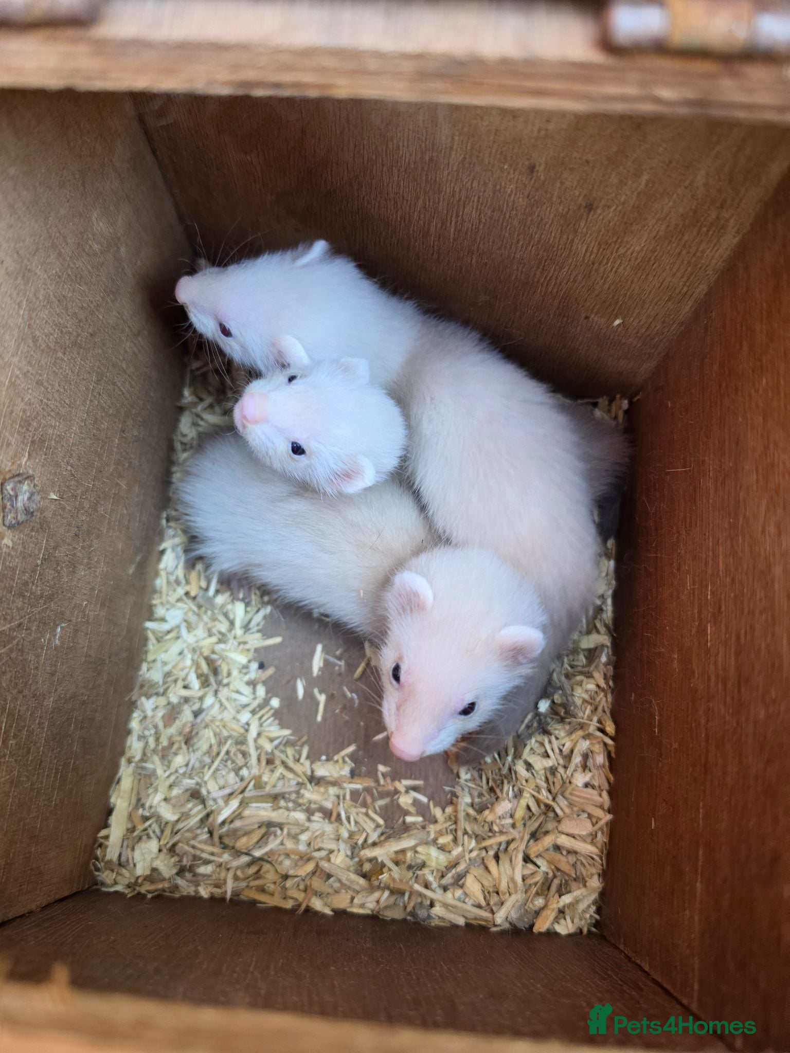 Ferret rodents 3/4 micro ferret kits  - Advert 7