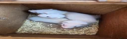 Ferret rodents for sale: 3/4 micro ferret kits  - Advert 1