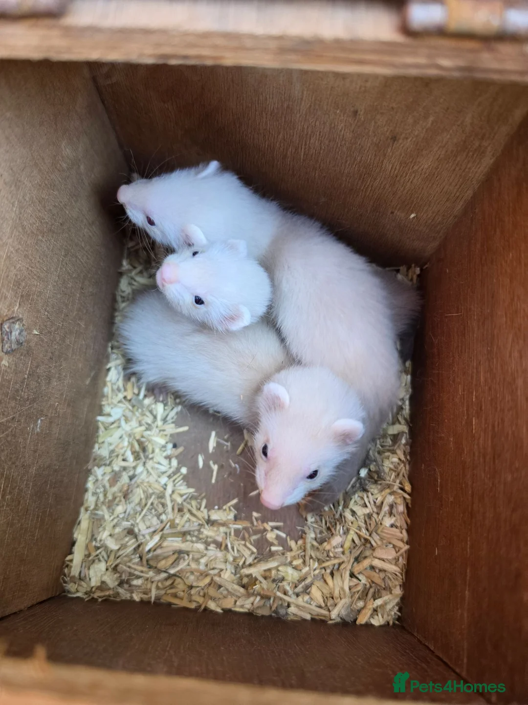 Ferret rodents for sale: 3/4 micro ferret kits  - Advert 1