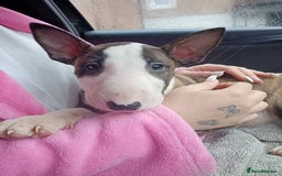 English Bull Terrier dogs for sale: 2 male English bull terrier pups - Image 9