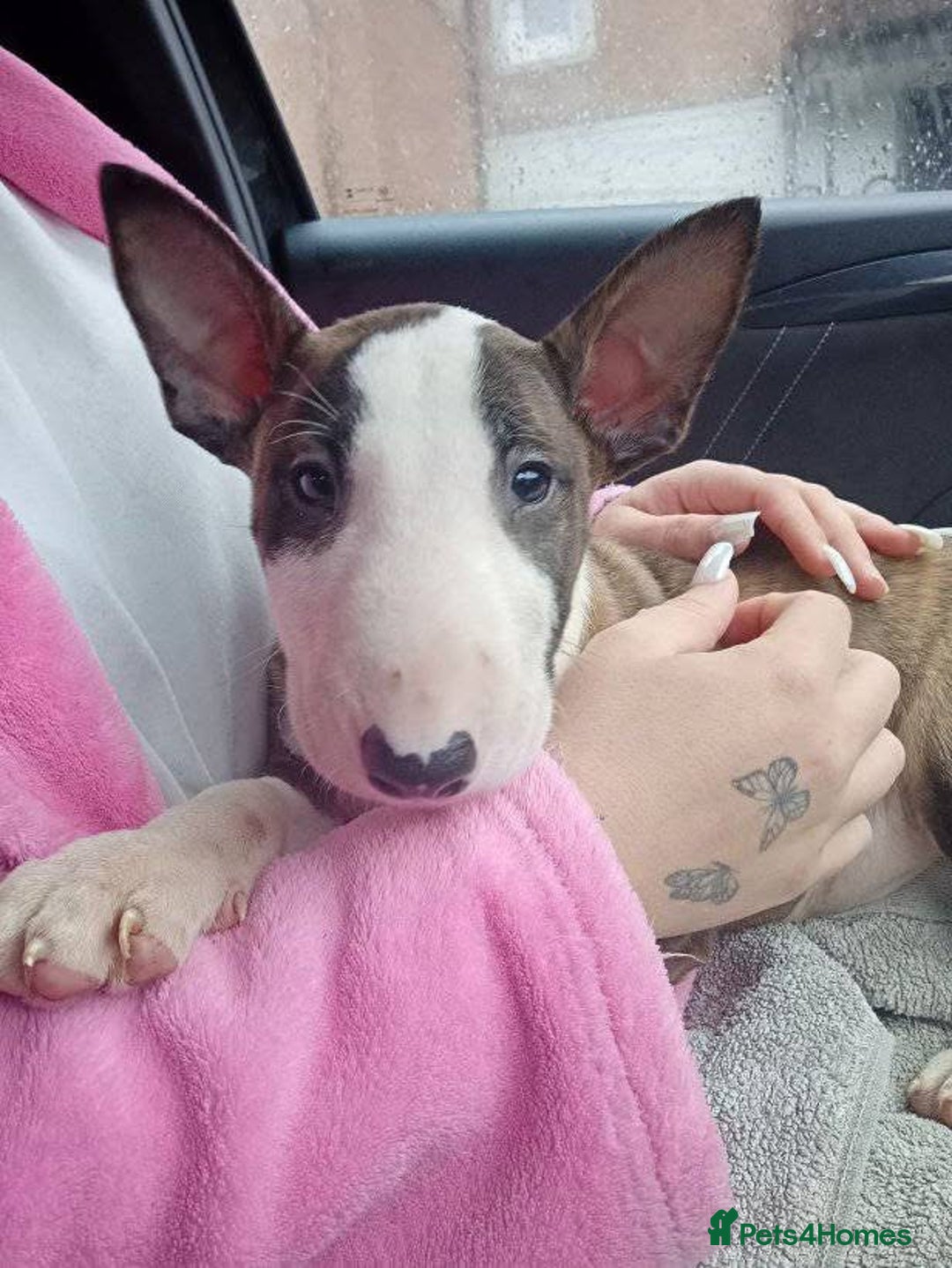 English Bull Terrier dogs for sale: 2 male English bull terrier pups - Image 9