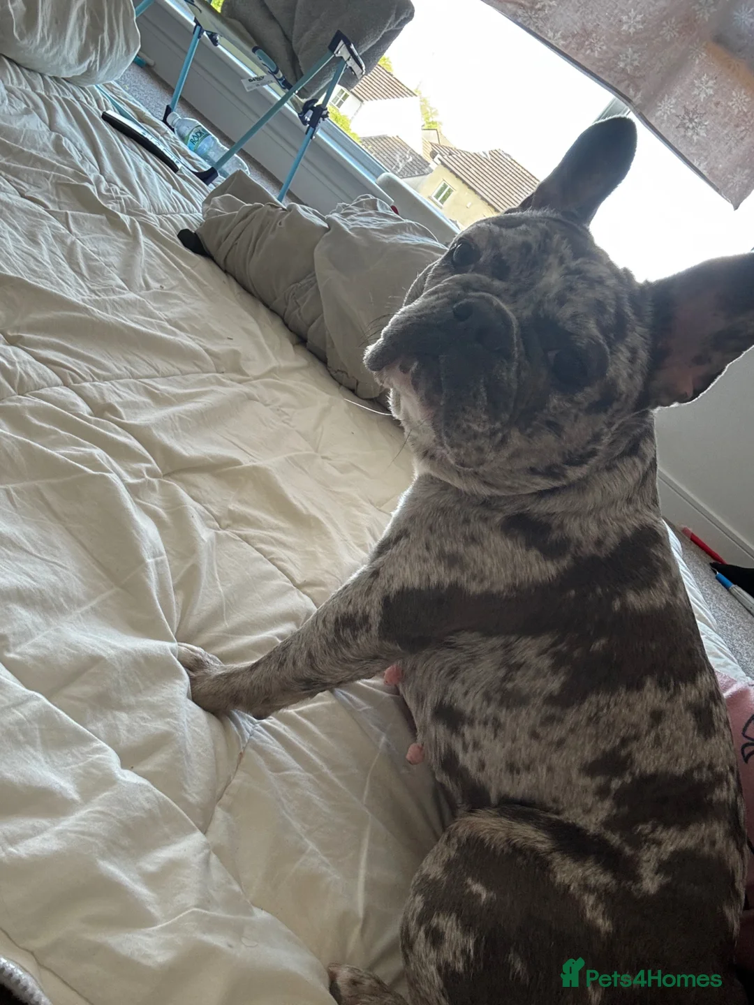 French Bulldog dogs for sale: Misha in Kendal - Advert 2