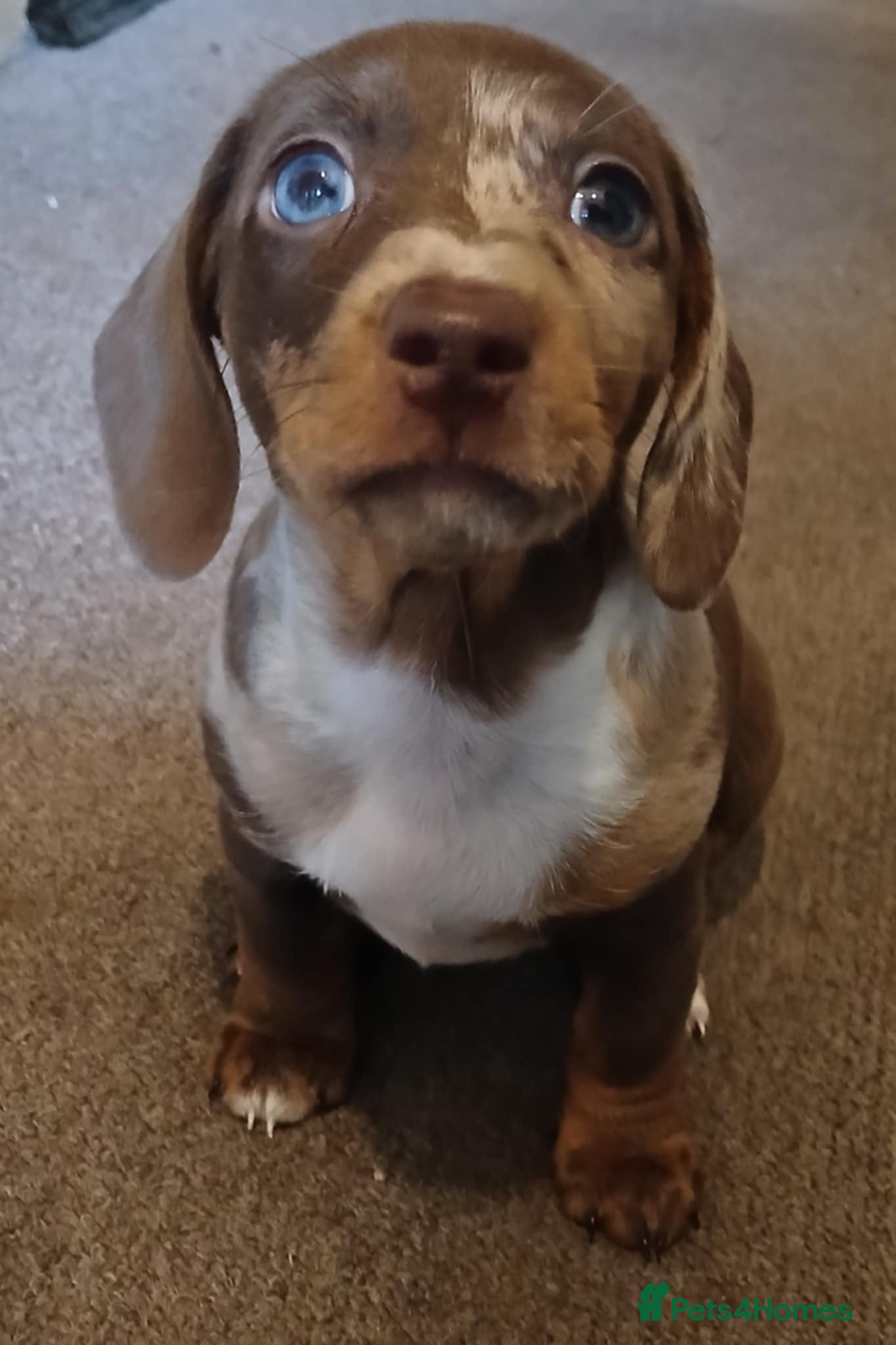 Miniature Dachshund dogs Two females Minature Dachshunds  - Advert 7