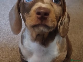 Miniature Dachshund dogs Two females Minature Dachshunds - Advert 12