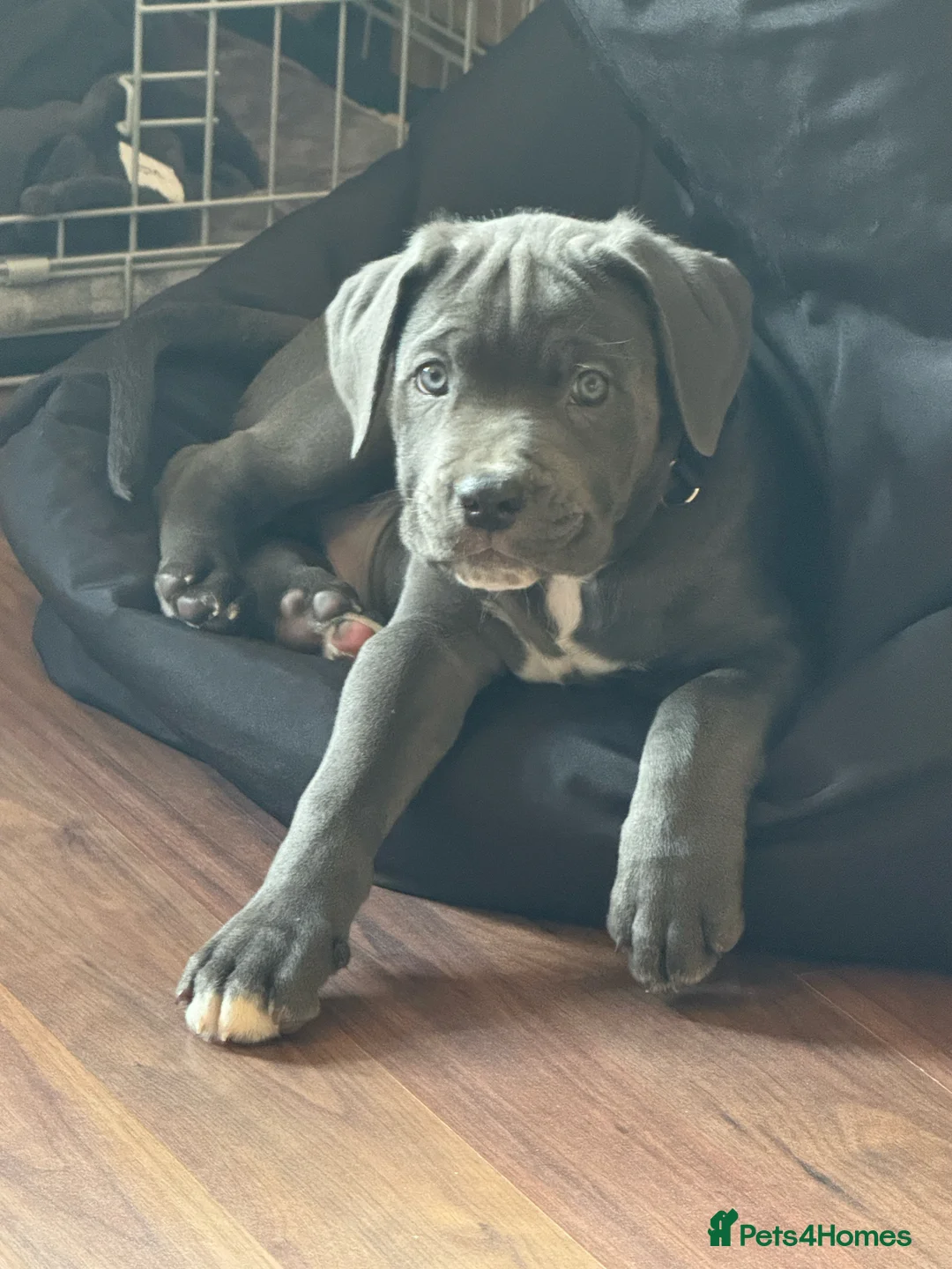 Cane Corso dogs for sale: Cane Corso Puppy - Advert 4
