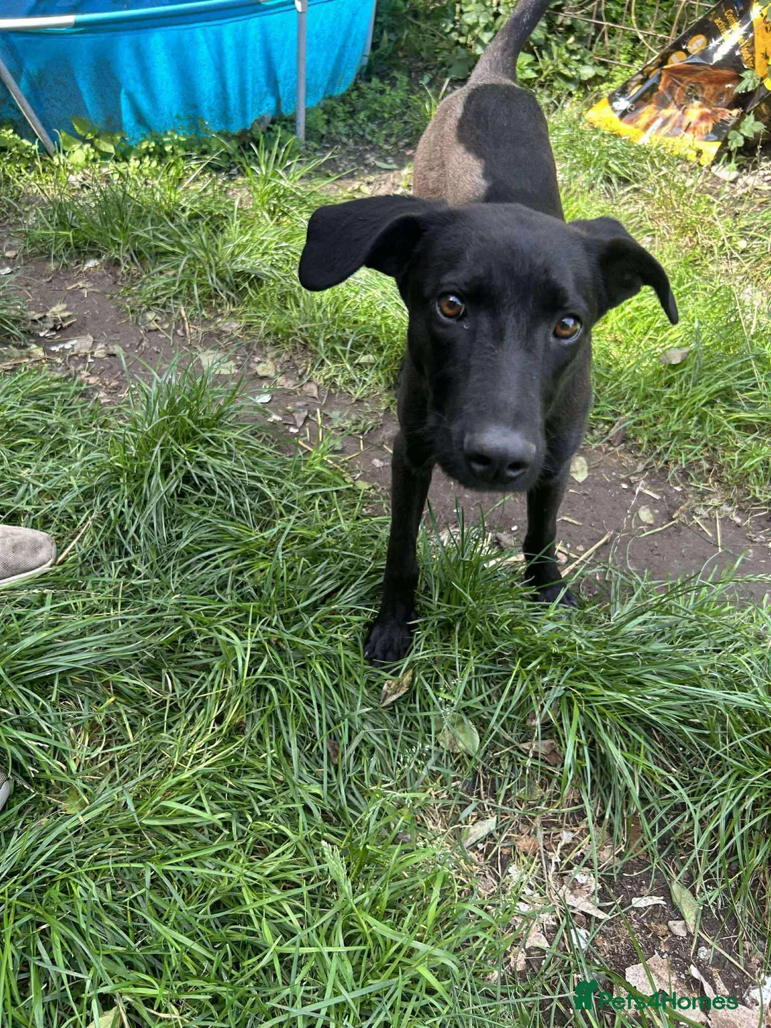 Mixed Breed dogs for adoption: ASH - 15 months,Med. playful/friendly/loves people - Advert 15