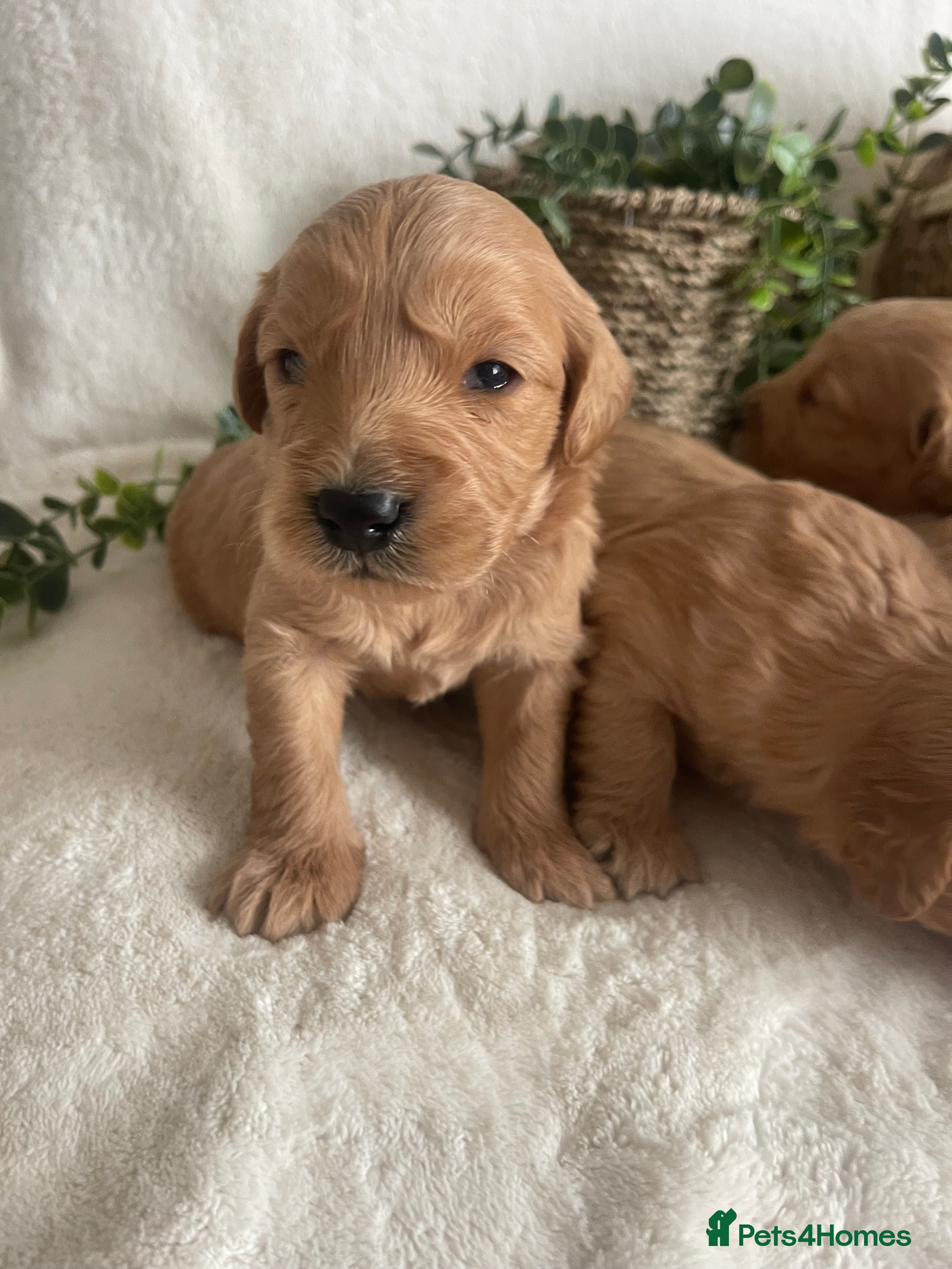 Mini Goldendoodle dogs STUNNING DNA TESTED MINI GOLDENDOODLE  - Advert 5