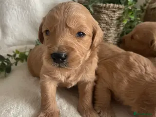 Mini Goldendoodle dogs STUNNING DNA TESTED MINI GOLDENDOODLE - Advert 5