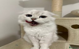 Scottish Fold cats for sale: TRIPLE FOLD girl! - Image 2