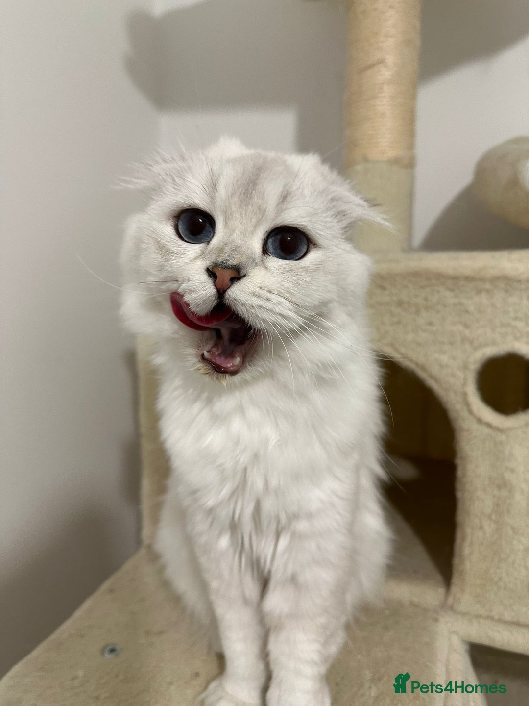 Scottish Fold cats for sale: TRIPLE FOLD girl! - Image 2