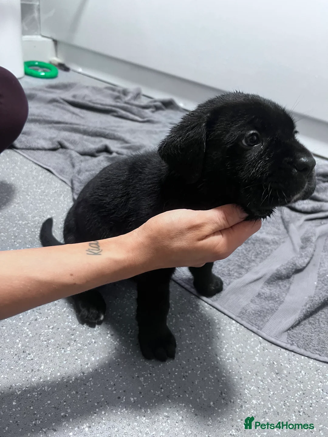 Cane Corso dogs for sale: Cane corsos full pedigree only 4 left - Advert 5