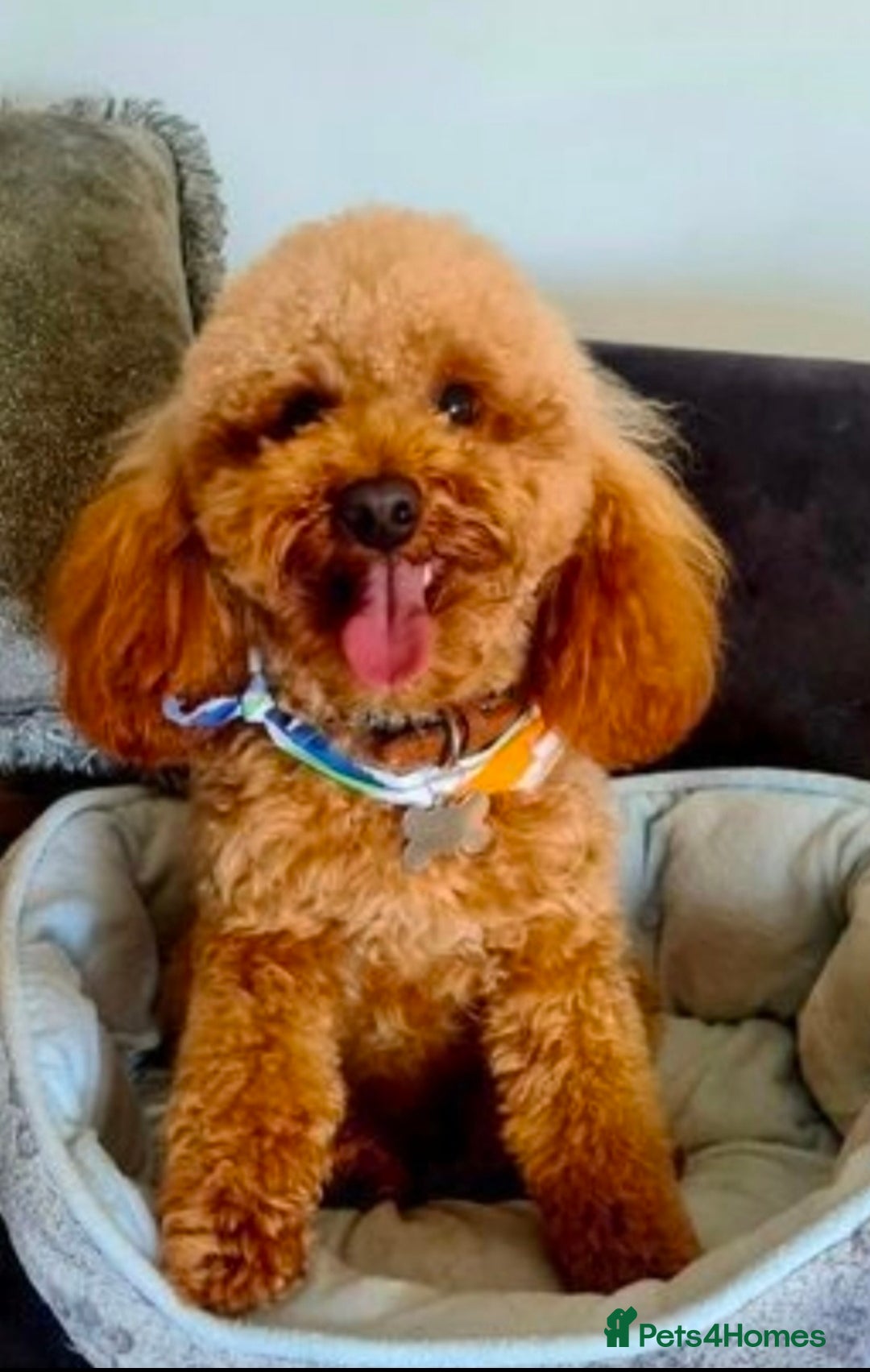 Cavapoochon dogs for sale: Exquisite Health Tested Cavapoochon Puppies  - Advert 11
