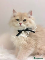 British Longhair cats - Advert 6