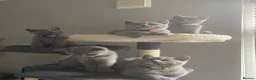 British Shorthair cats for sale: Active registered GCCF/TICA British Shorthair - Advert 9