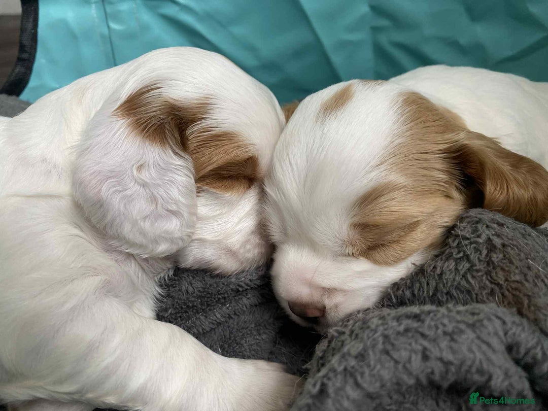 Mixed Breed dogs for sale: Sprocker puppies - Image 6