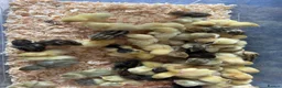 Mixed Breed livestock for sale: Chinese painted quail button quail - Advert 6